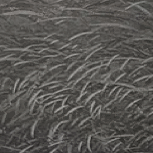 “Septembri tuul" Malle Leis