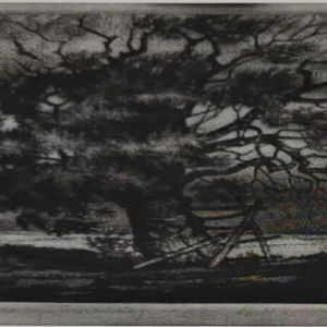 Maks Roosma “Vana paju"